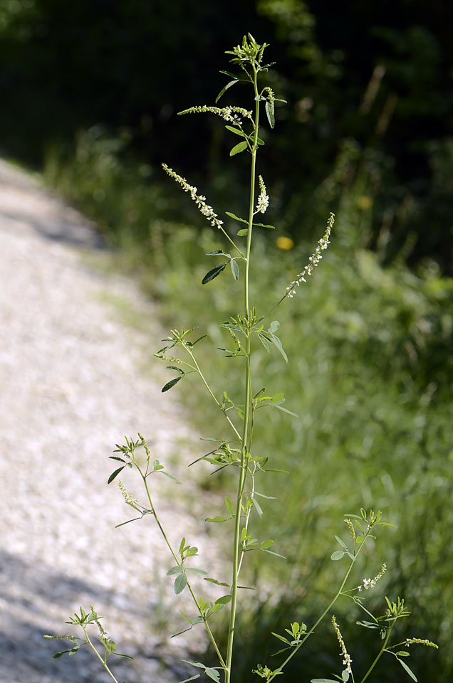 Trigonella alba  (=Melilotus albus) / Meliloto bianco